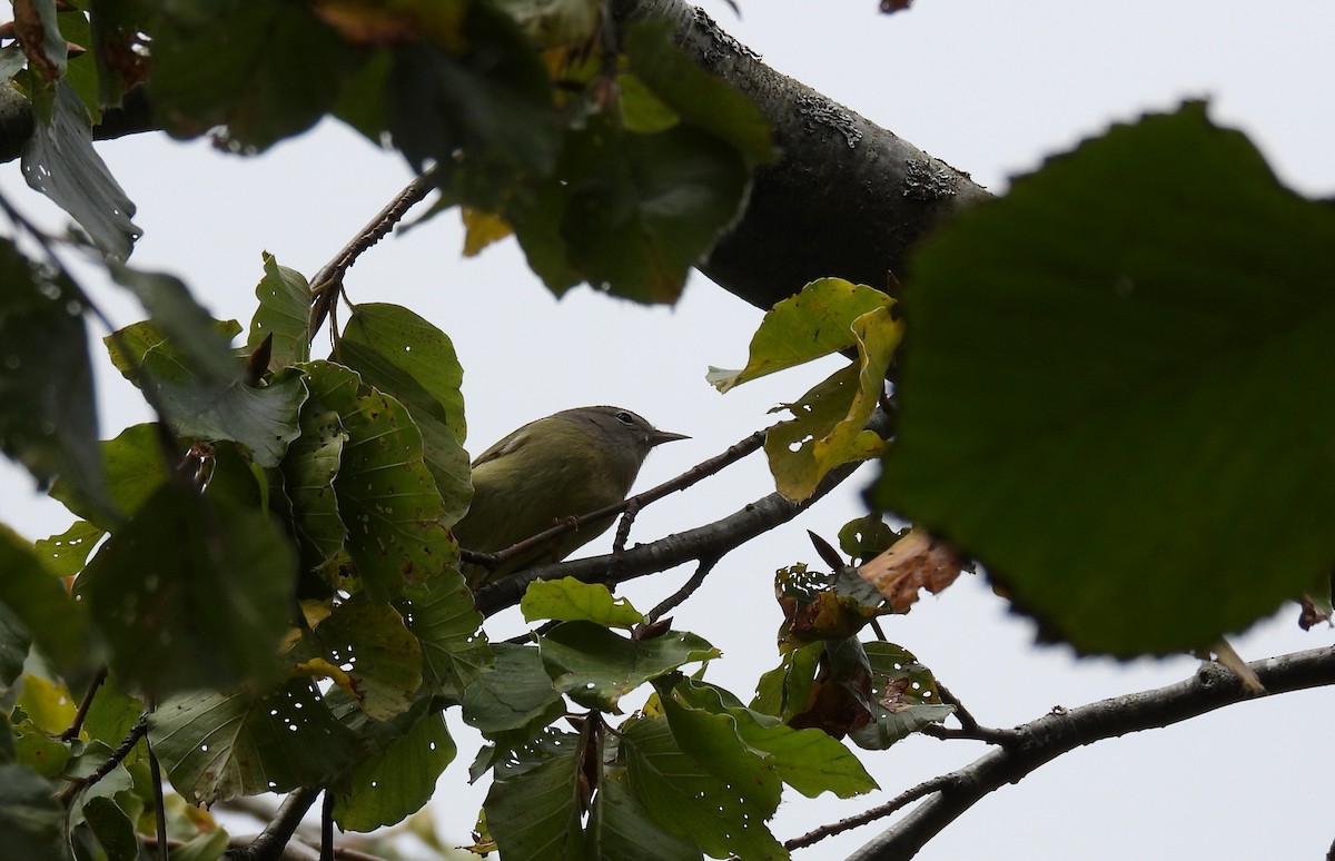 oransjekroneparula - ML643898572