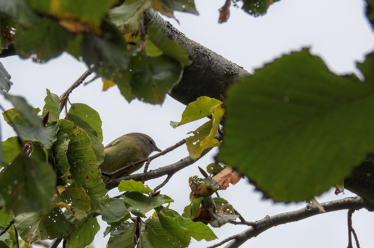 oransjekroneparula - ML643898573