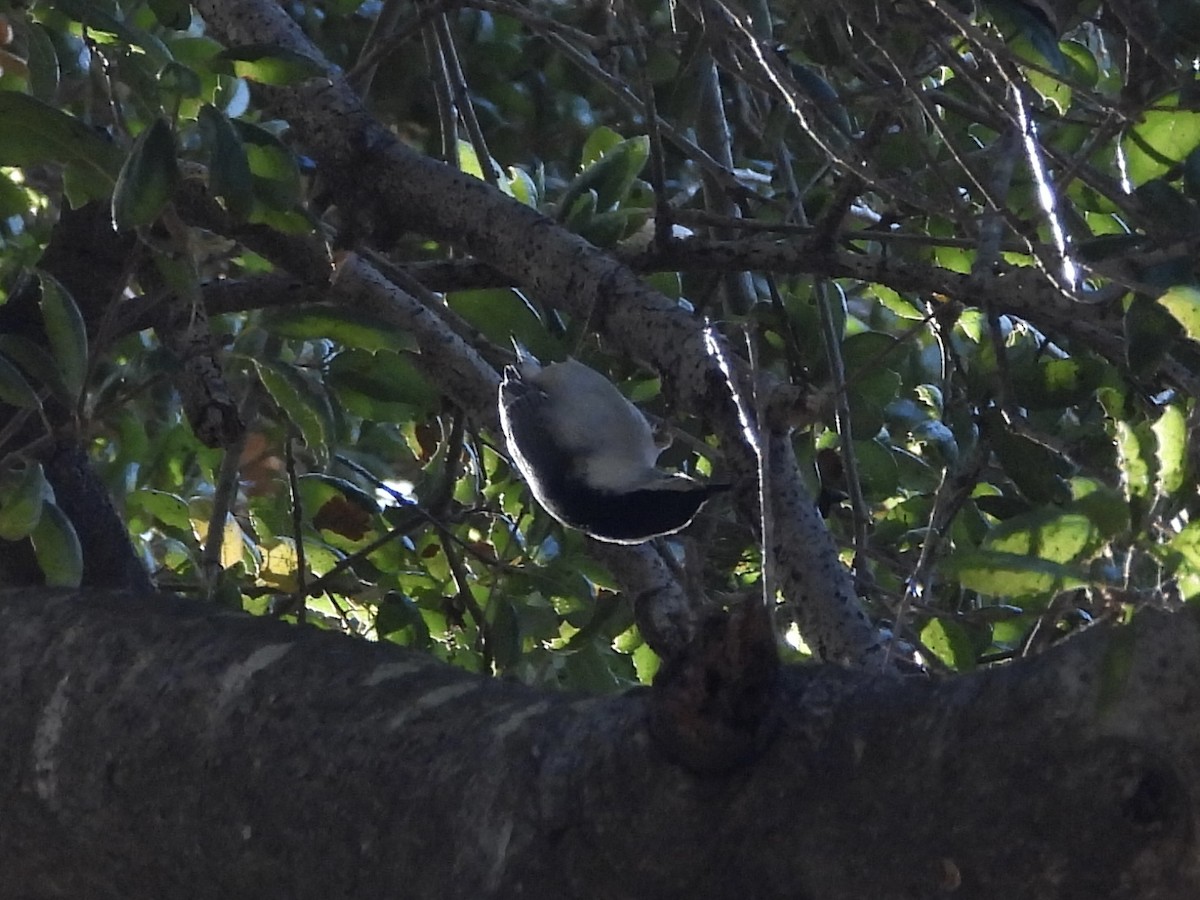 White-breasted Nuthatch - ML643898582