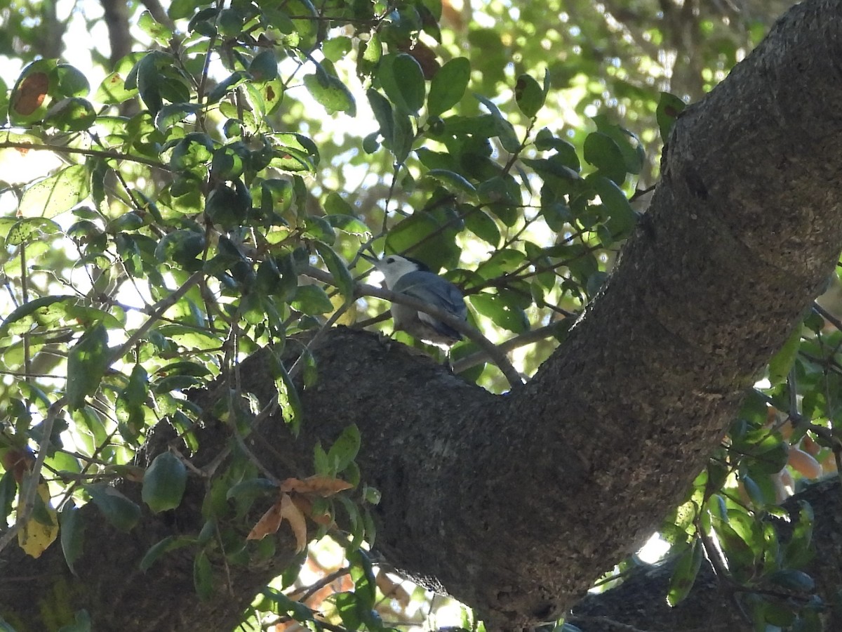 White-breasted Nuthatch - ML643898583