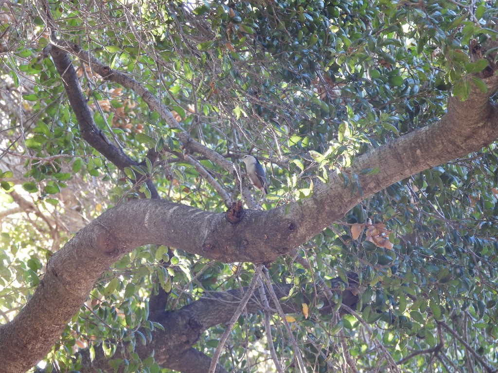 White-breasted Nuthatch - ML643898586