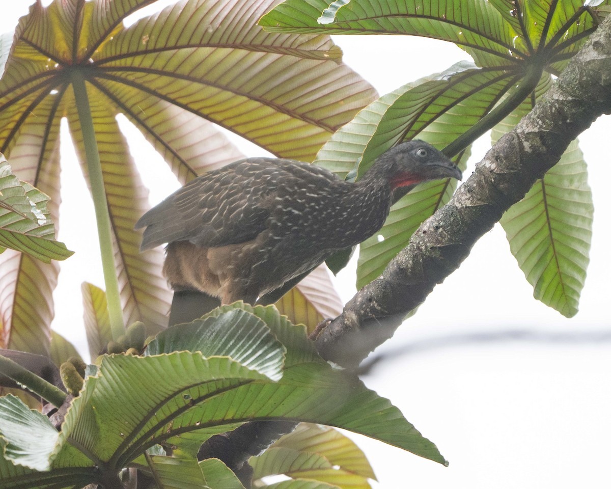 Band-tailed Guan - ML643898606