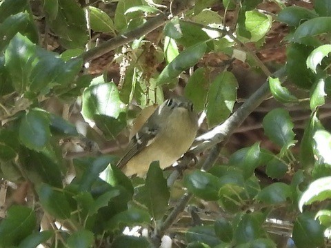 Ruby-crowned Kinglet - ML643898622