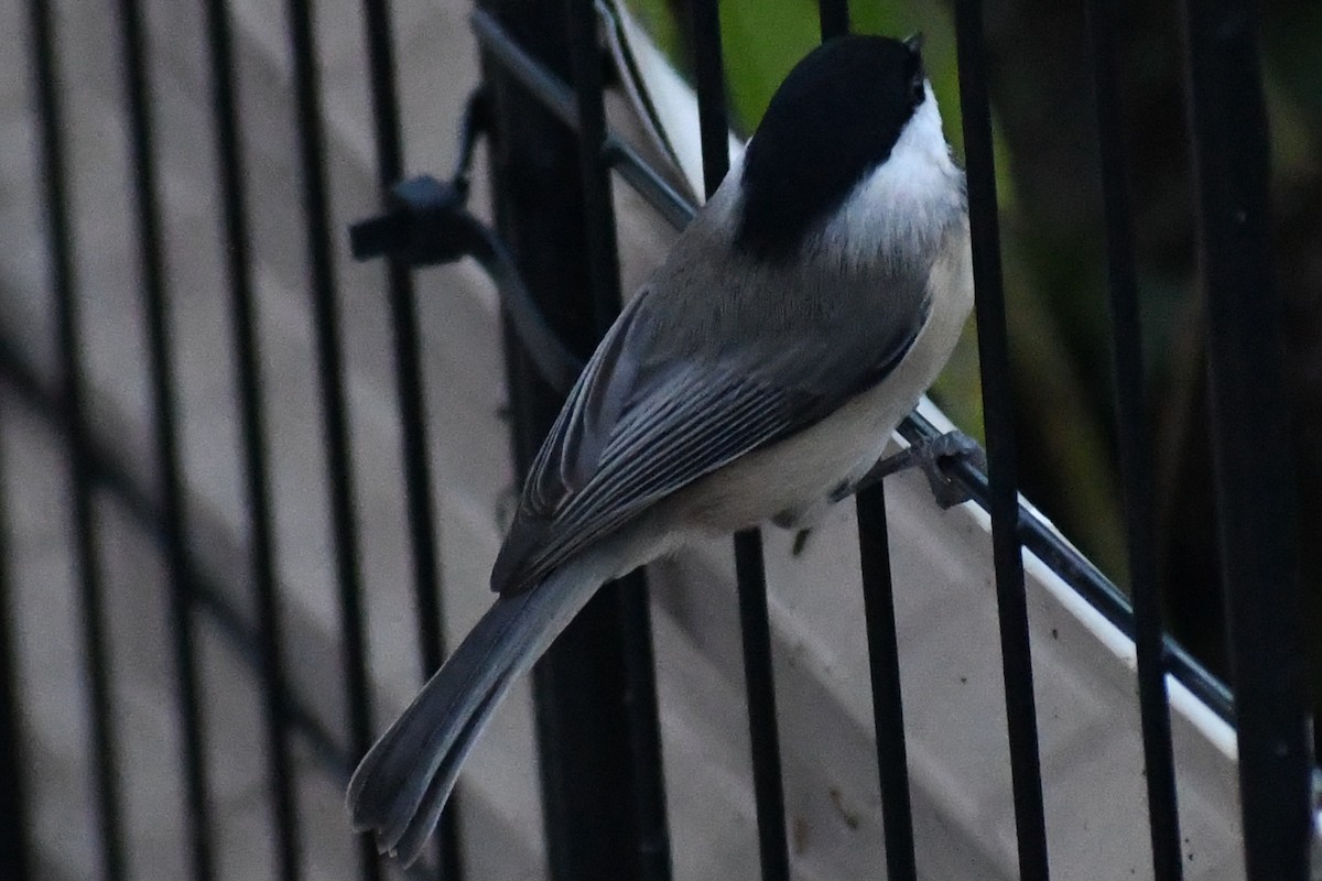 Carolina Chickadee - ML643898625