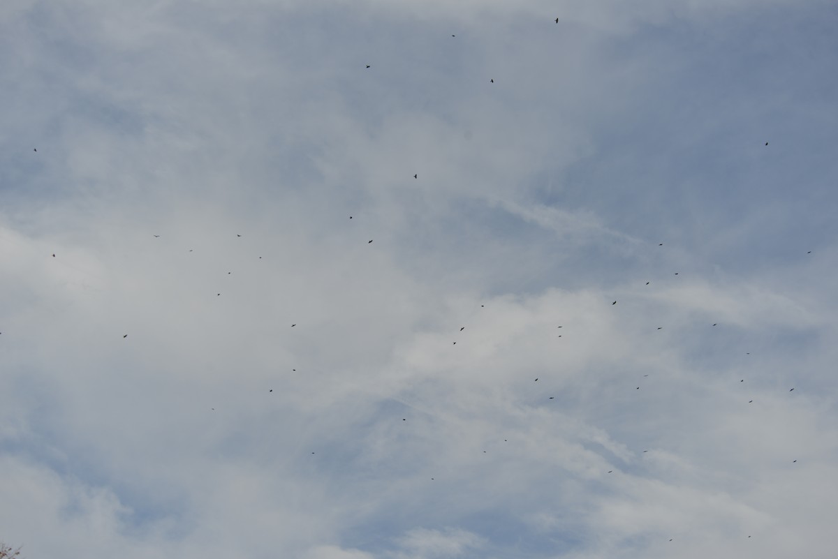 Fish Crow - ML643898626