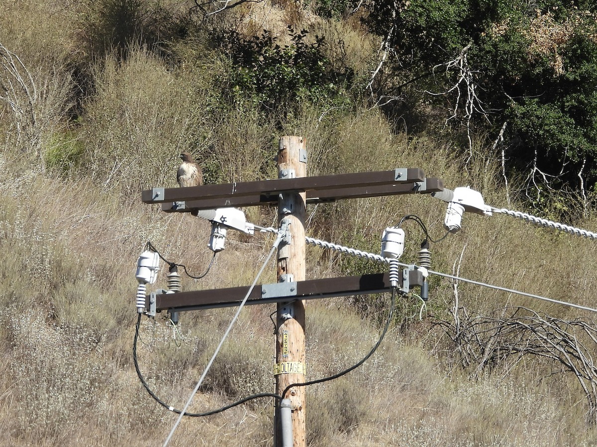 Red-tailed Hawk - ML643898640