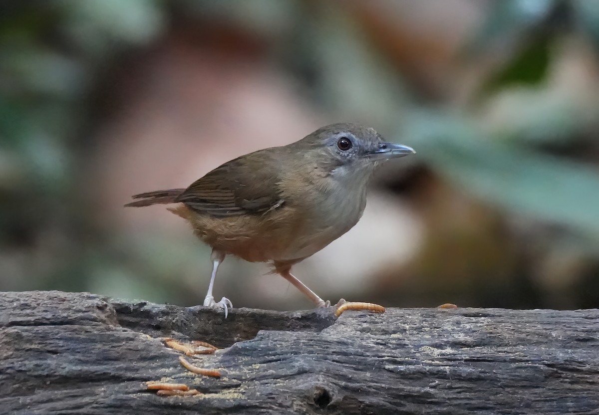 Abbott's Babbler - ML643898644