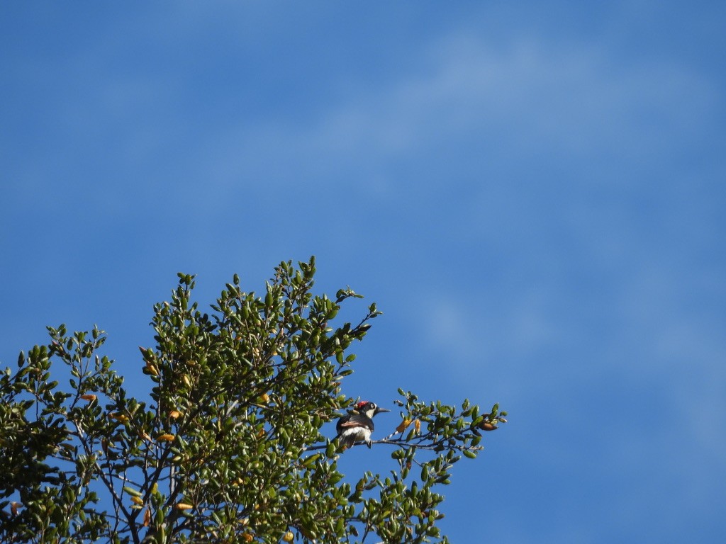 Acorn Woodpecker - ML643898646
