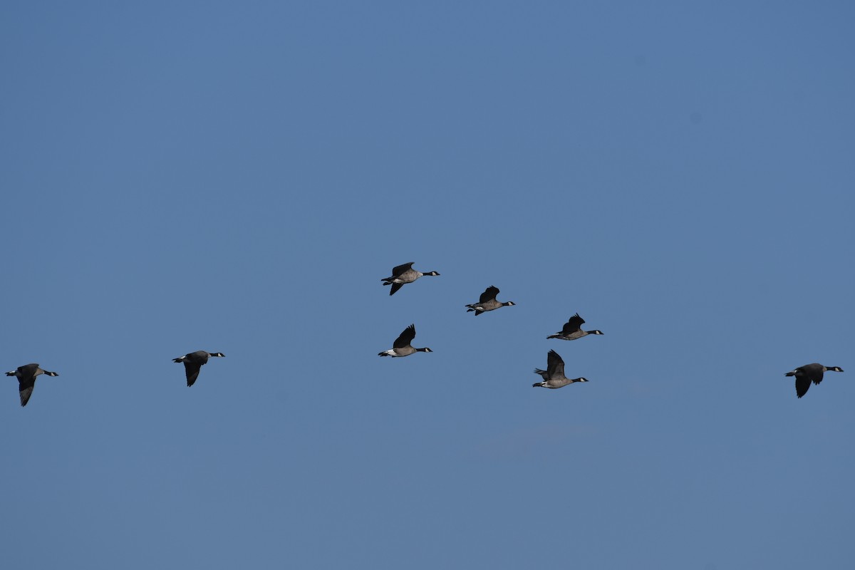 Cackling Goose - ML643898649