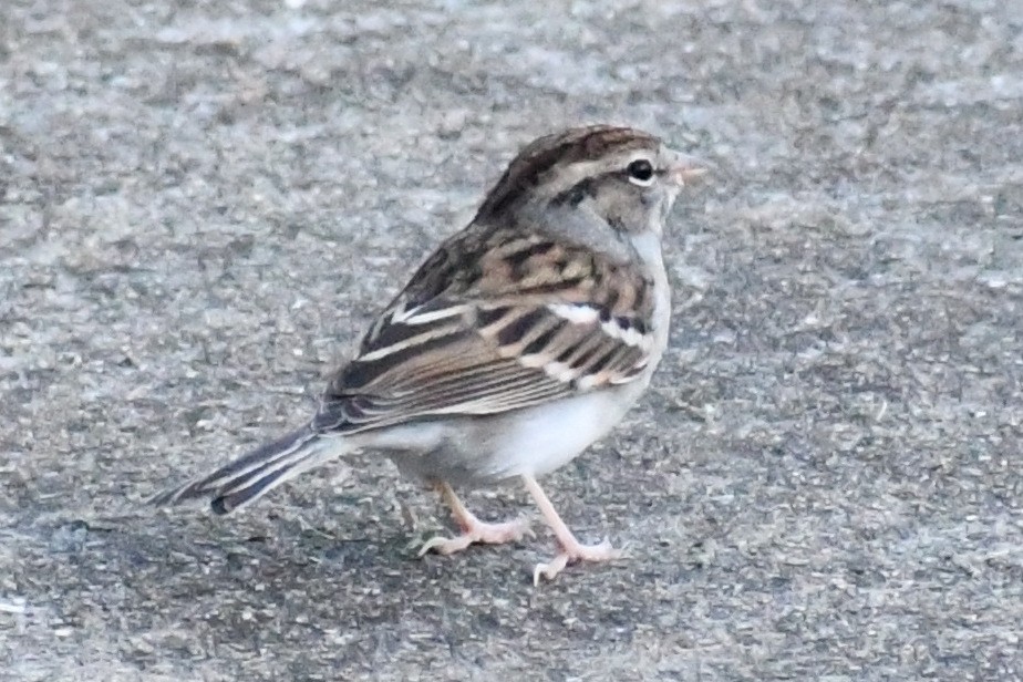 Chipping Sparrow - ML643898657