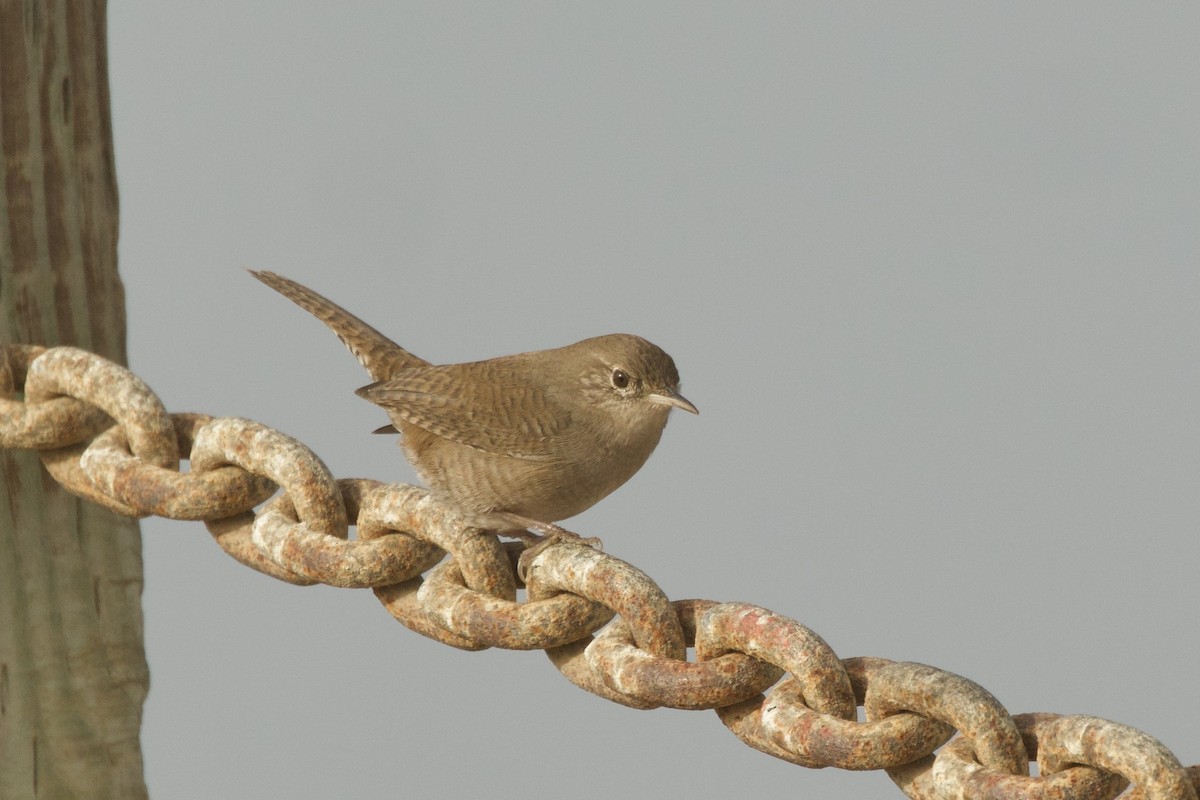Northern House Wren - ML643898668