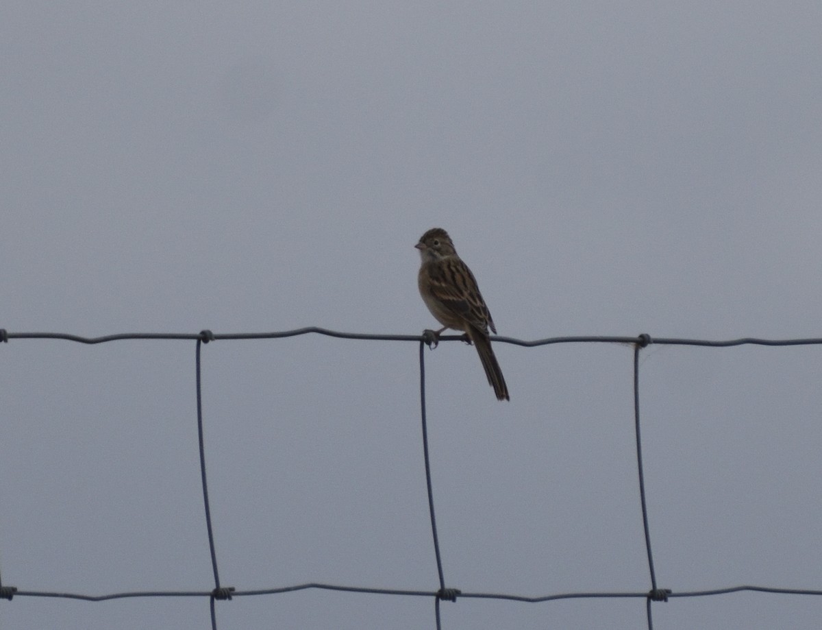 Brewer's Sparrow - ML643898674