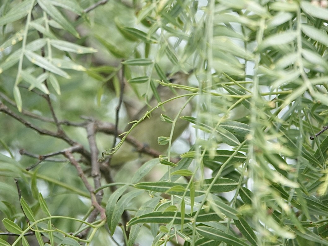 sangvireo - ML643898676