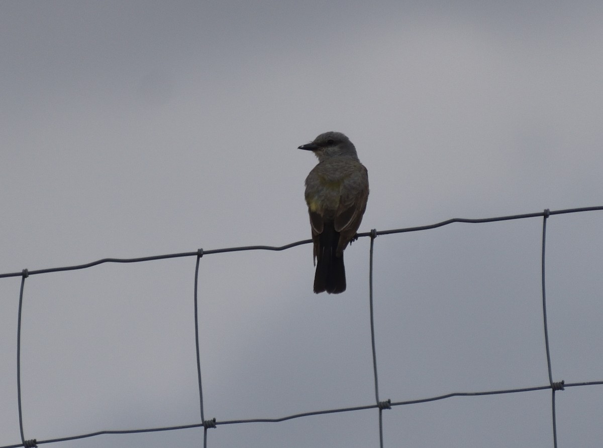 Western Kingbird - ML643898685