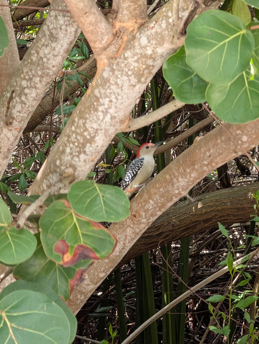 Red-bellied Woodpecker - ML643898688