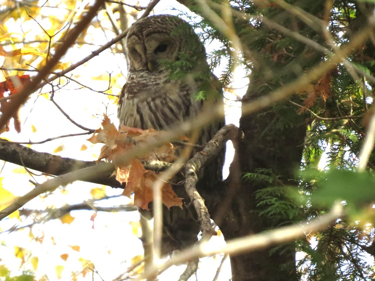 Barred Owl - ML643898690