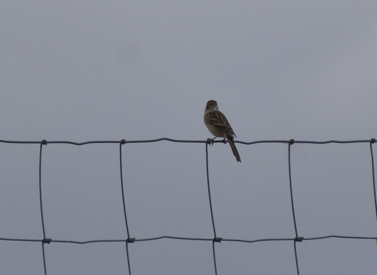 Brewer's Sparrow - ML643898691