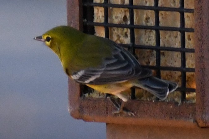 Pine Warbler - ML643898696