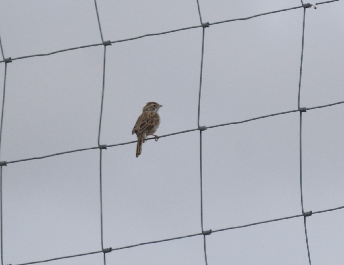 Brewer's Sparrow - ML643898700