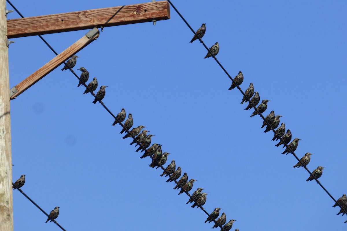 European Starling - ML643898702