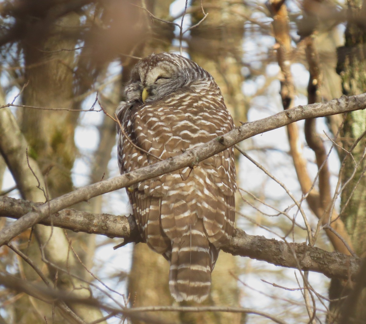 Barred Owl - ML643898708