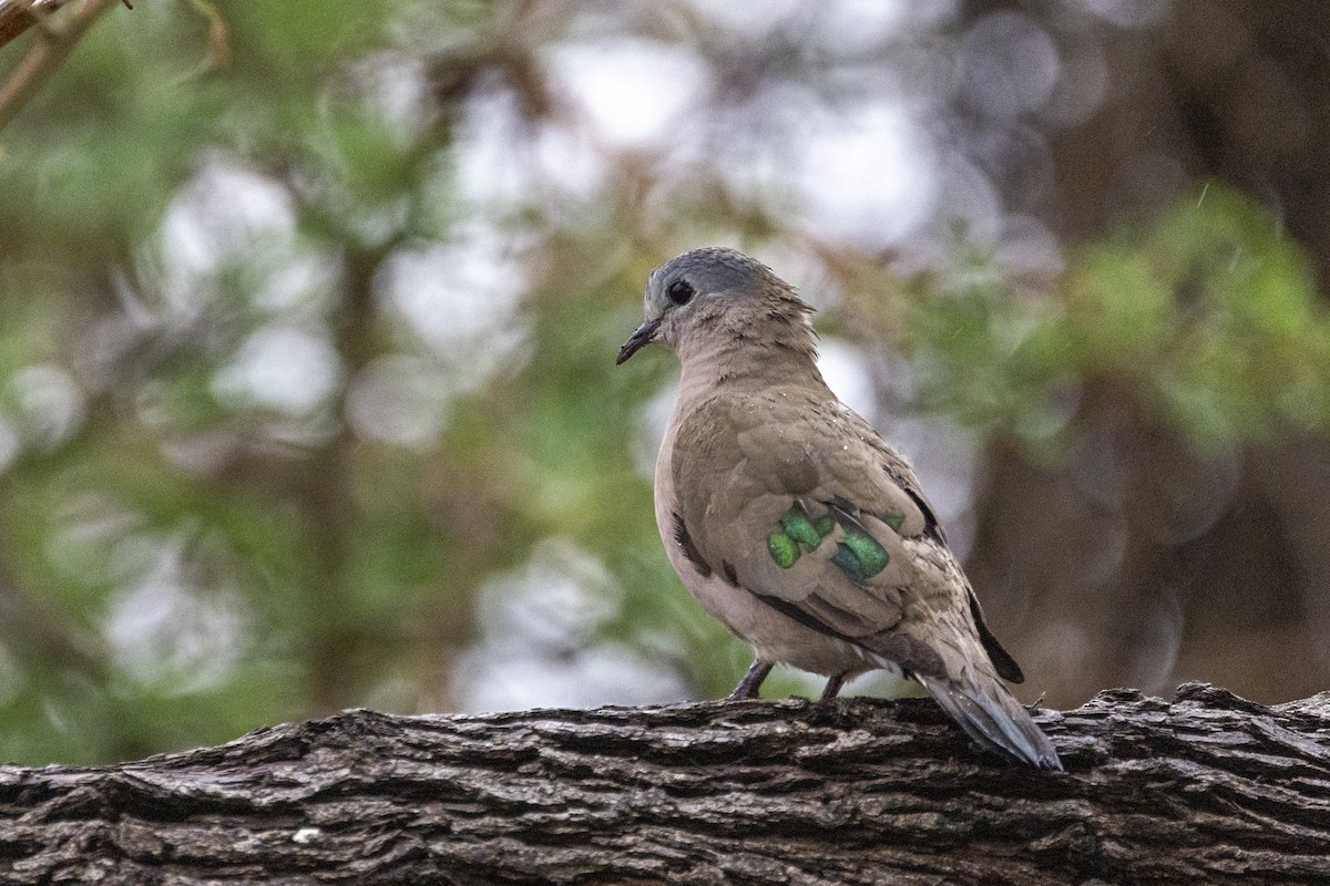 Emerald-spotted Wood-Dove - ML643898729