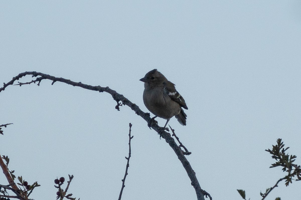 African Chaffinch - ML643898751