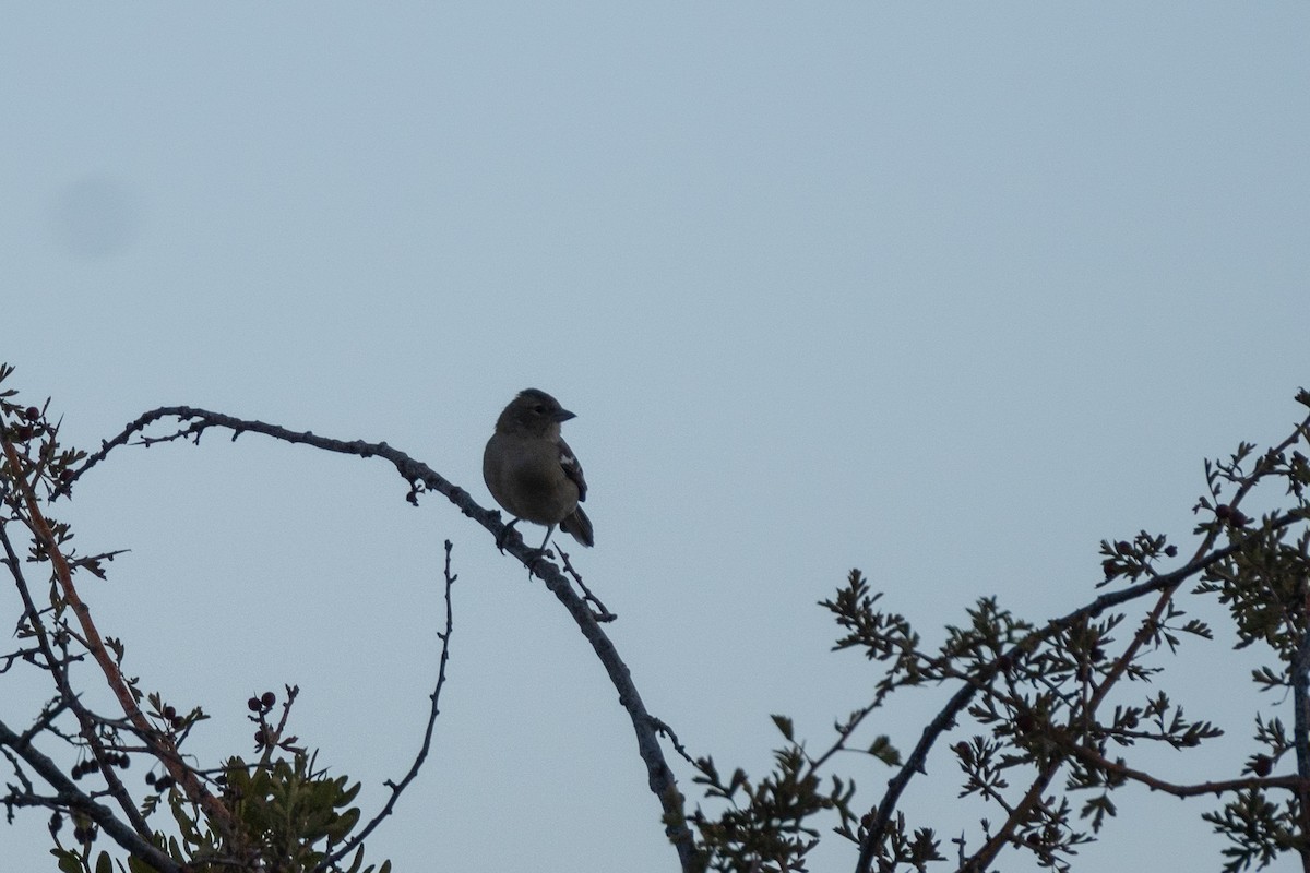 African Chaffinch - ML643898752