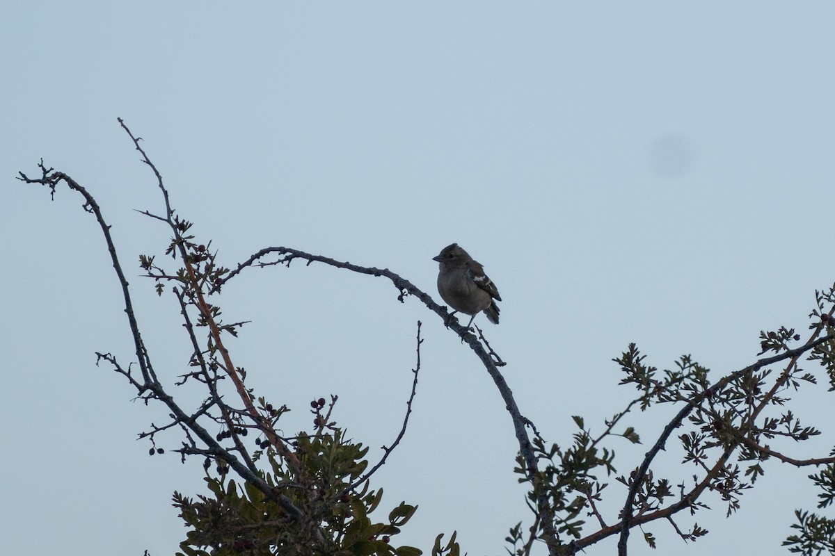 African Chaffinch - ML643898753