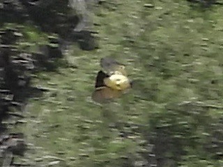 Cassin's Kingbird - ML643898762