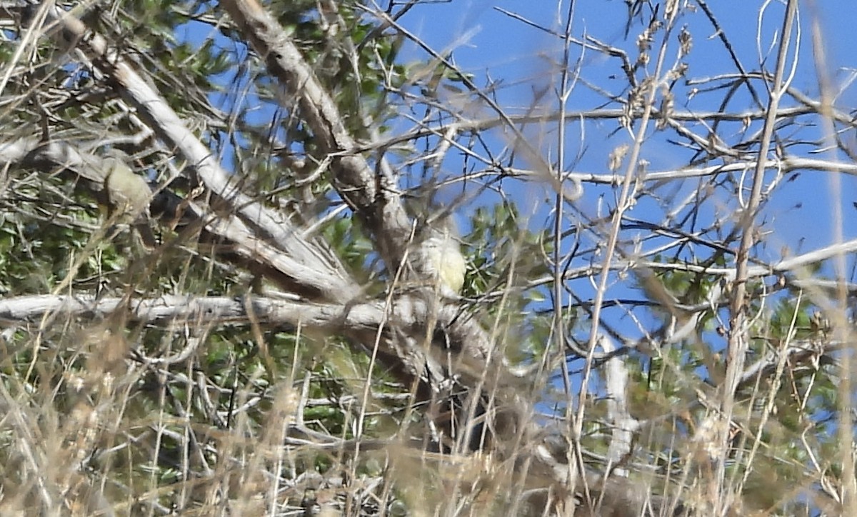 Cassin's Kingbird - ML643898763