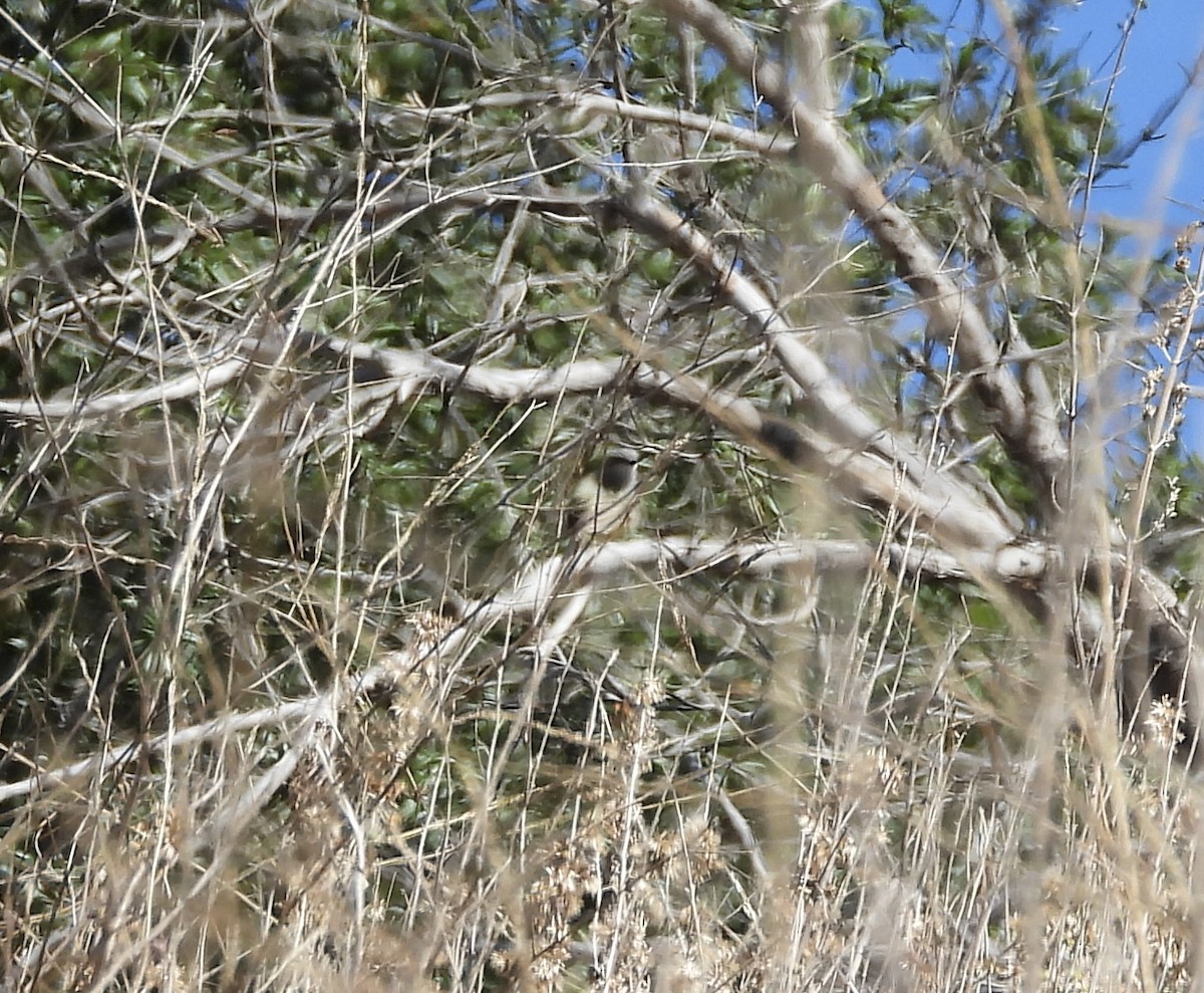 Cassin's Kingbird - ML643898764