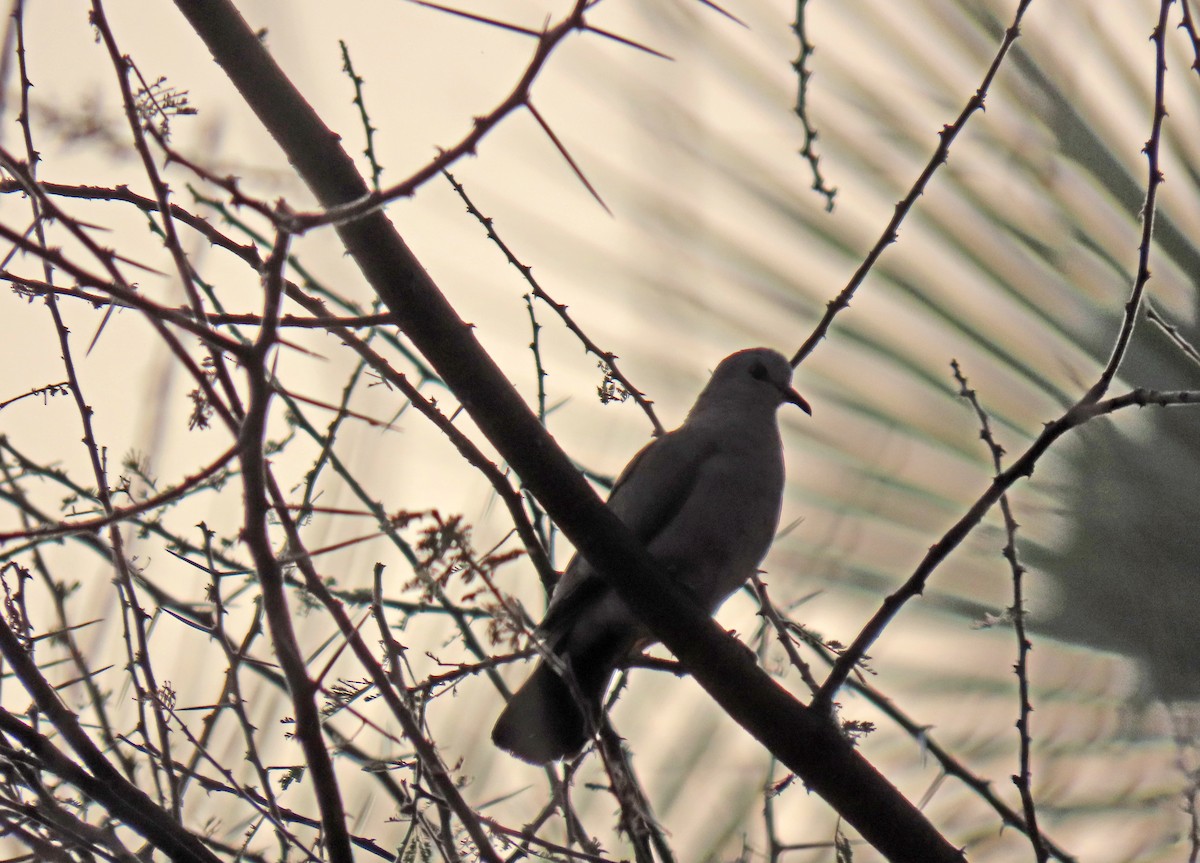 Emerald-spotted Wood-Dove - ML643898780