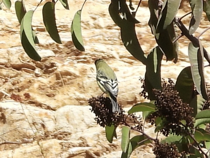 Lesser Goldfinch - ML643898782