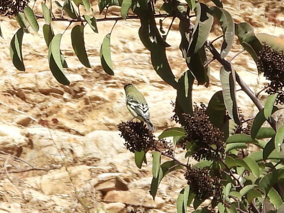 Lesser Goldfinch - ML643898783