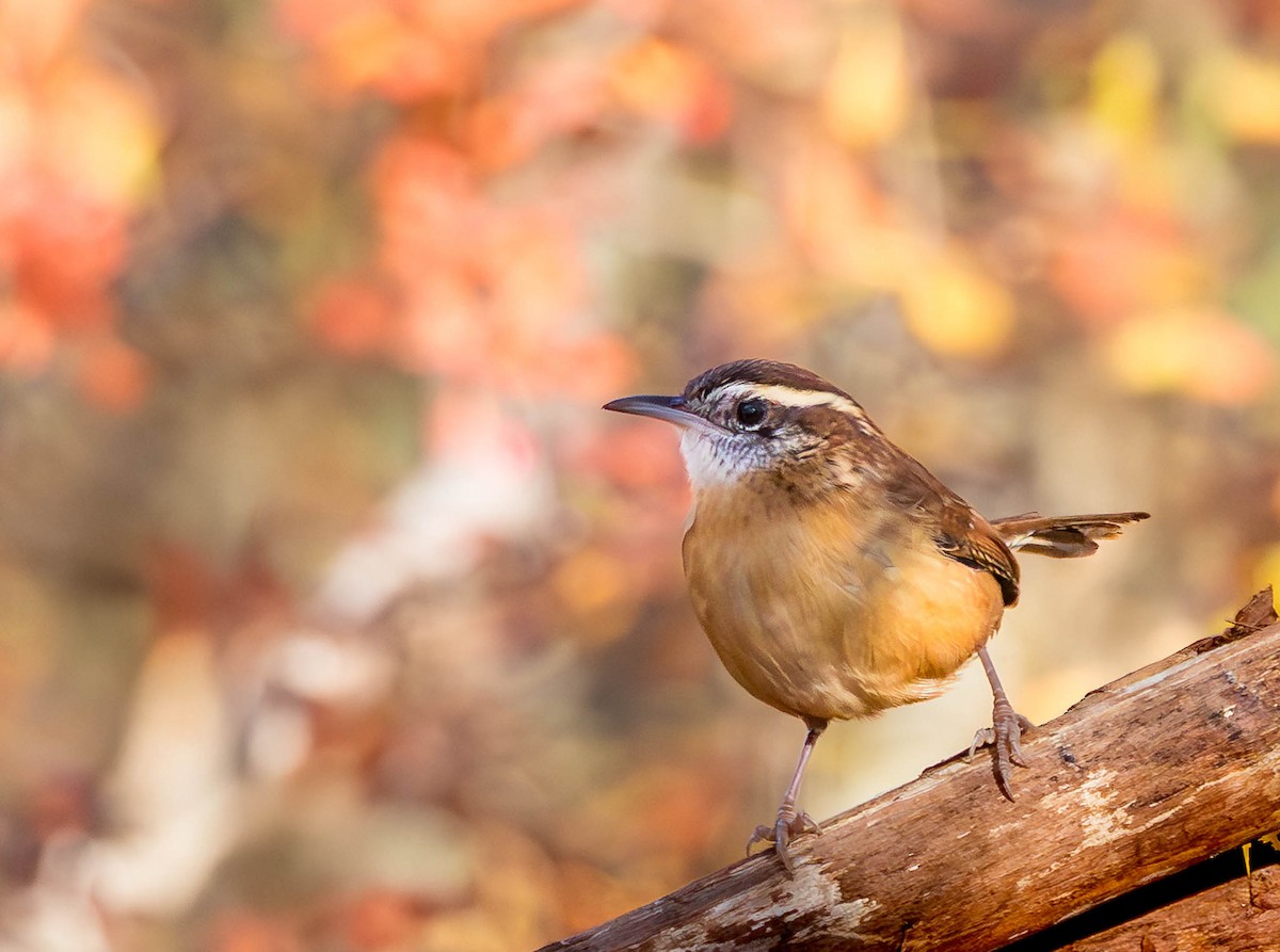 Carolina Wren - ML643898785