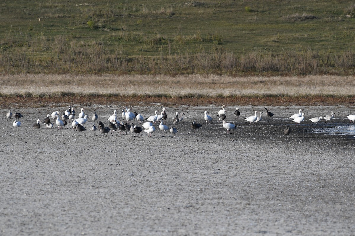 Snow Goose - ML643898788
