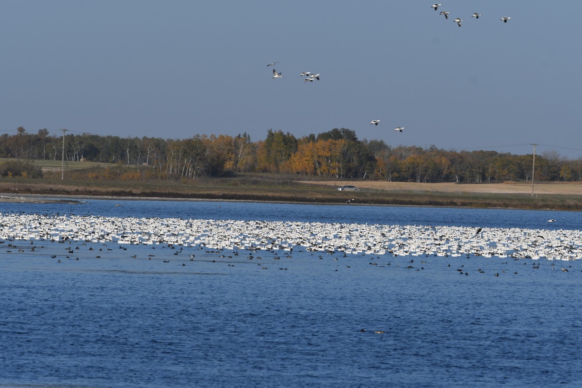 Snow Goose - ML643898789