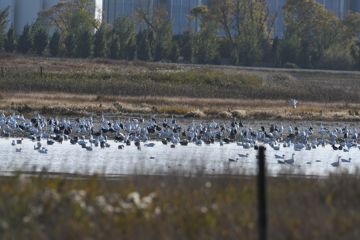 Snow Goose - ML643898790