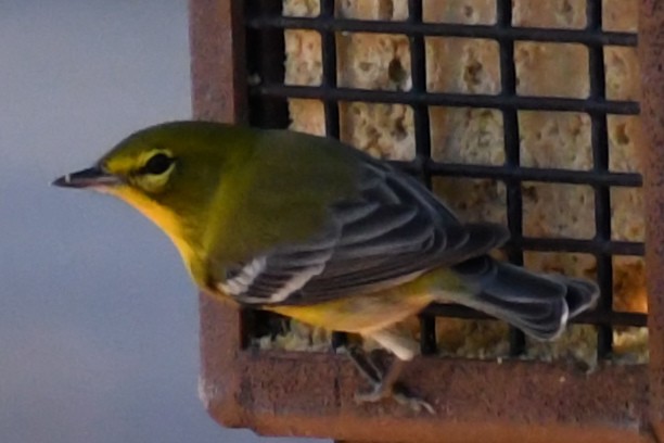 Pine Warbler - ML643898821