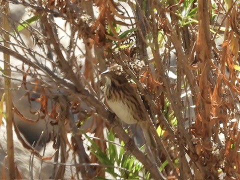 Lincoln's Sparrow - ML643898847