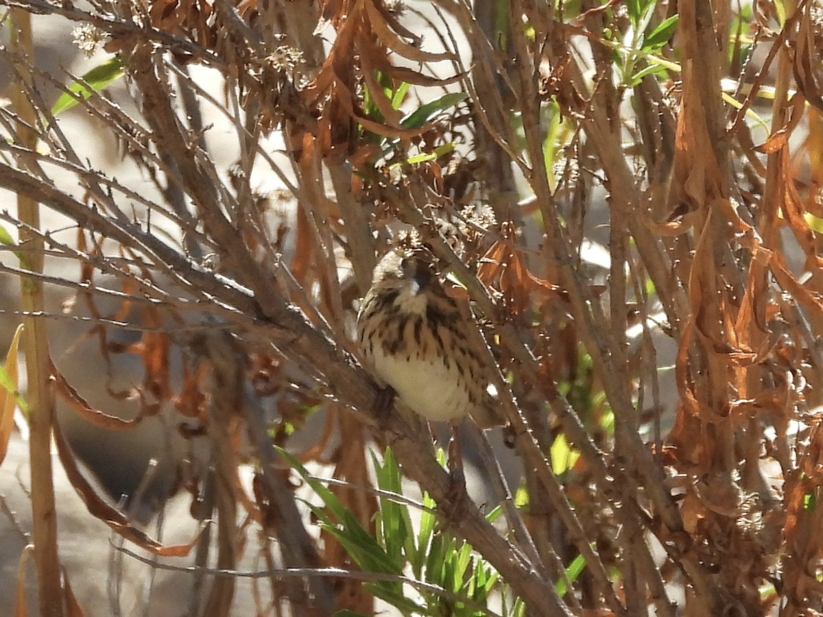 Lincoln's Sparrow - ML643898848