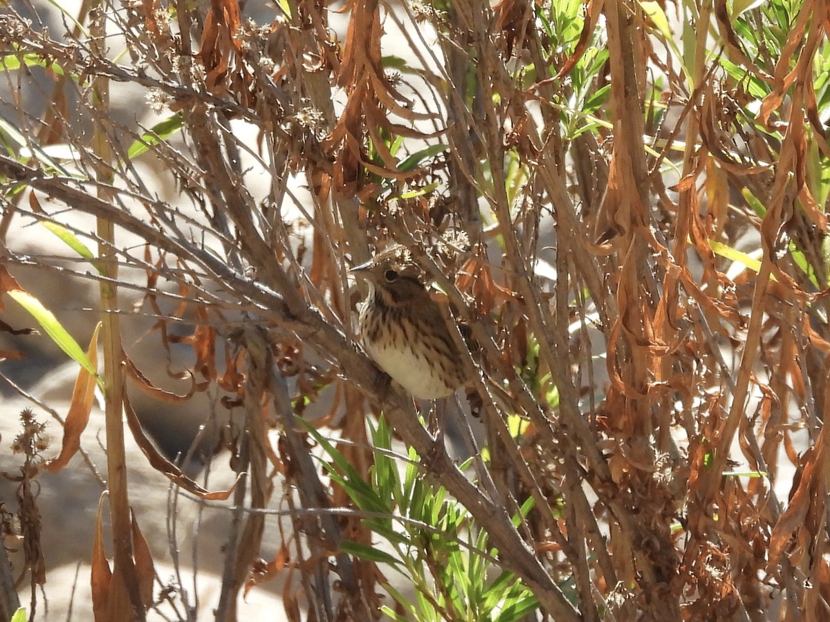 Lincoln's Sparrow - ML643898849