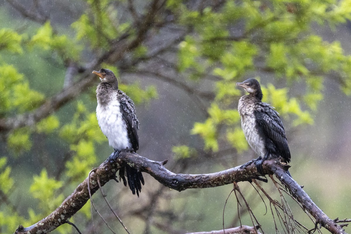 Reed Cormorant - ML643898850