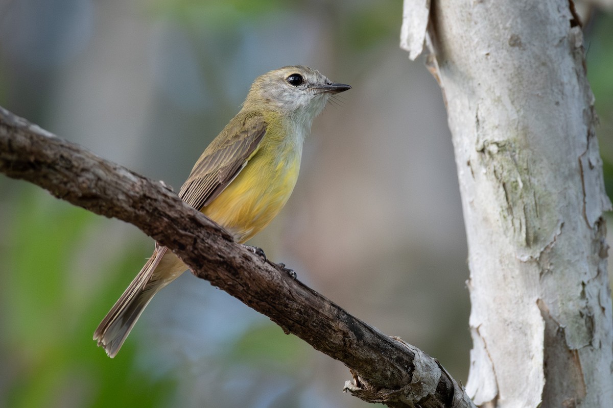 Limon Karınlı Sinekbülbülü - ML643898852