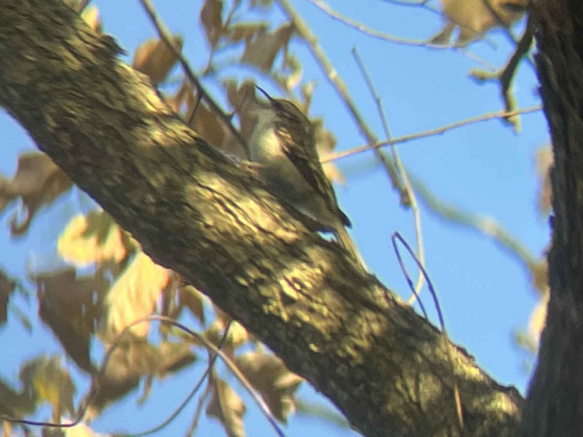 Brown Creeper - ML643898859