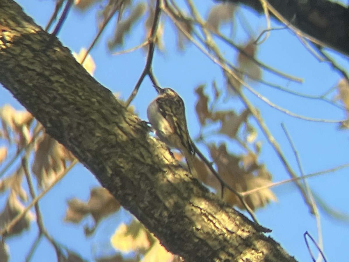 Brown Creeper - ML643898860