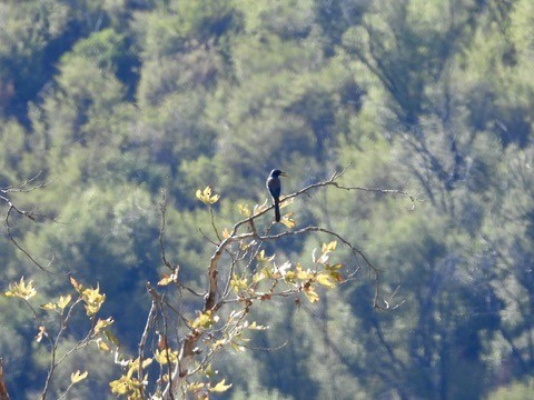 California Scrub-Jay - ML643898865