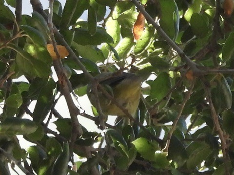 Orange-crowned Warbler - ML643898889