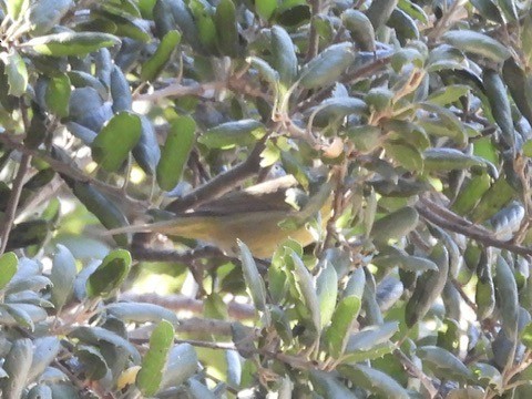 Orange-crowned Warbler - ML643898891